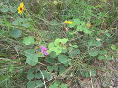 Tephrosia potosina