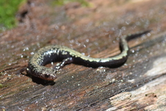 Plethodon hubrichti