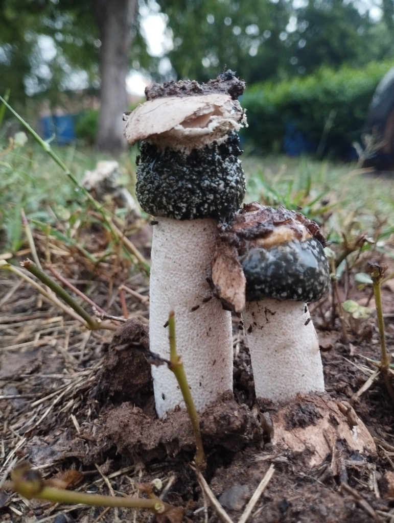 Helmet Stinkhorns