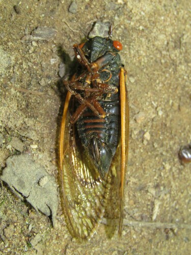 Decula Periodical Cicadas photo 5