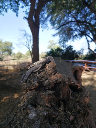 Mopane Snake
