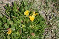 Glottiphyllum longum