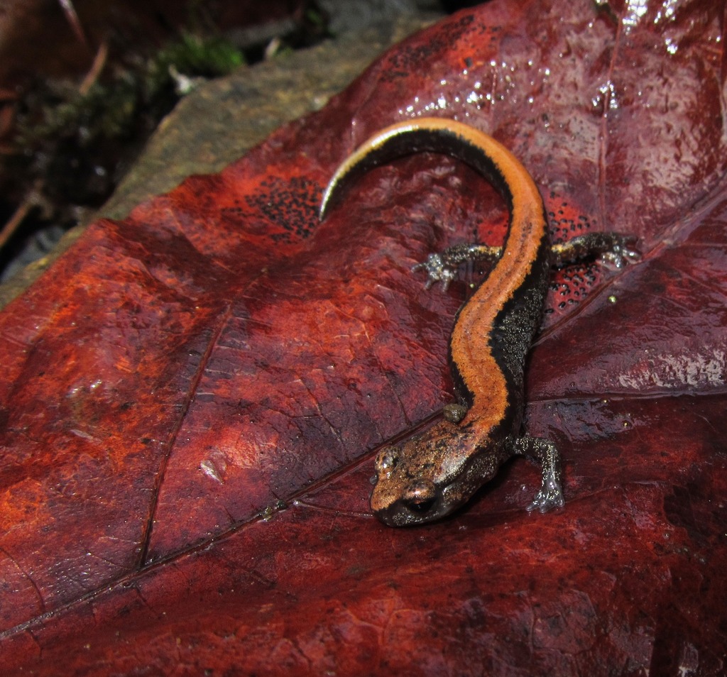 Larch Mountain Salamander