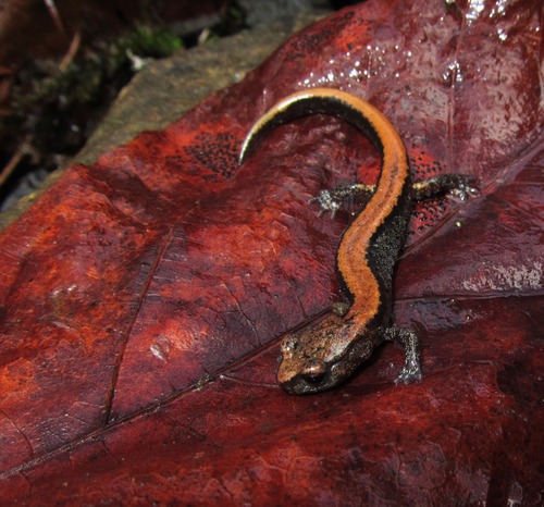 Larch Mountain Salamander