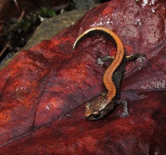 Plethodon larselli