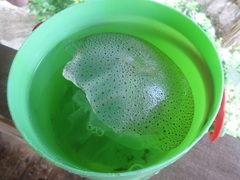 Rhopilema hispidum
