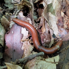 Pachyiulus hungaricus