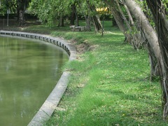 Varanus salvator macromaculatus