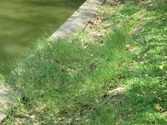 Varanus salvator macromaculatus