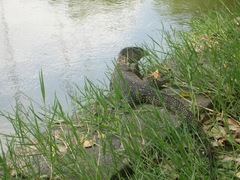 Varanus salvator macromaculatus