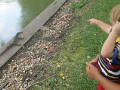 Varanus salvator macromaculatus