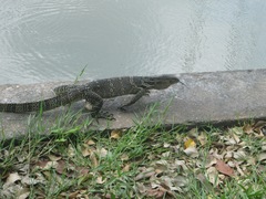 Varanus salvator macromaculatus