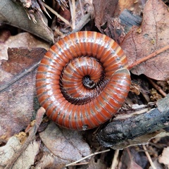 Pachyiulus hungaricus