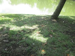 Varanus salvator macromaculatus