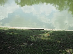 Varanus salvator macromaculatus