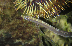 Nannocampus elegans