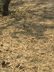 Passer domesticus