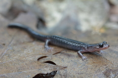 Northern Gray-Cheeked Salamander photo 2