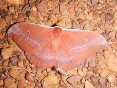 Syntherata melvilla