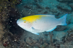 Blue Parrotfish photo 3