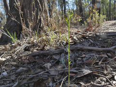 Pterostylis rubescens