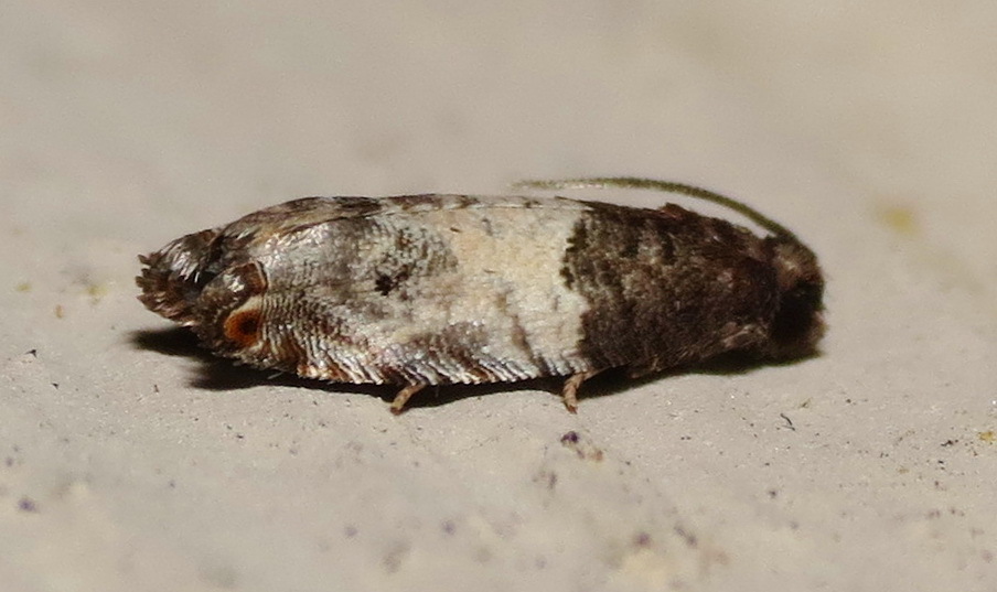 Cottonwood Twig Borer Moth