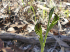Pterostylis rubescens