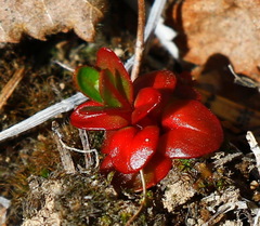 Epilobium glandulosum