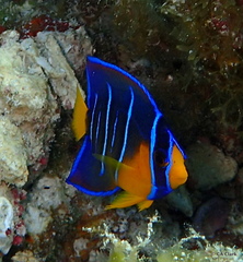 Holacanthus bermudensis