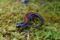 Plethodon yonahlossee