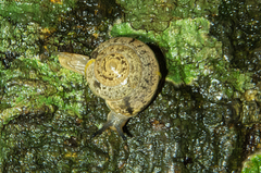 Nitor wiangariensis