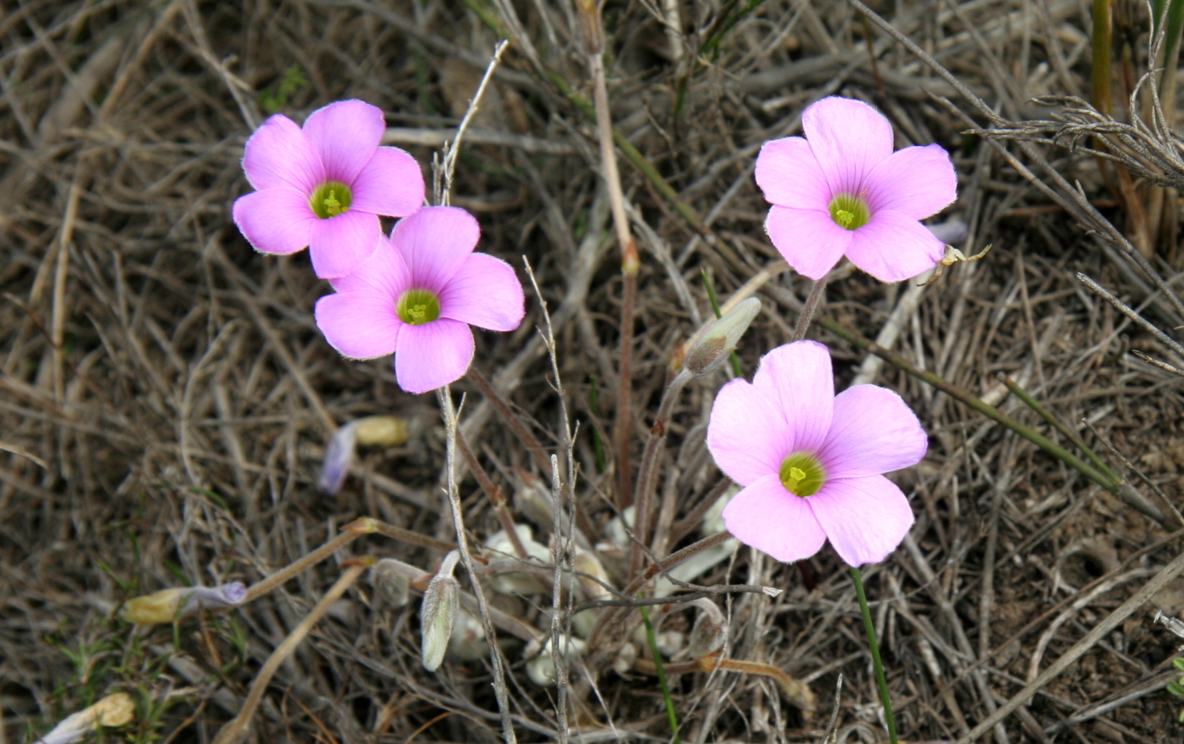 Oxalis truncatula Jacq.