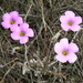 Oxalis truncatula - Photo (c) Vera Frith, alguns direitos reservados (CC BY-NC), uploaded by Vera Frith