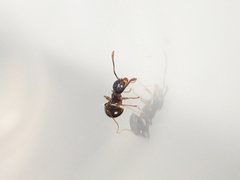 Pristomyrmex punctatus