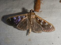 Pygospila bivittalis