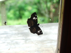 Quadrus lugubris lugubris