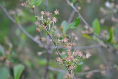 Prunus fruticosa