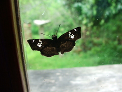 Quadrus lugubris lugubris