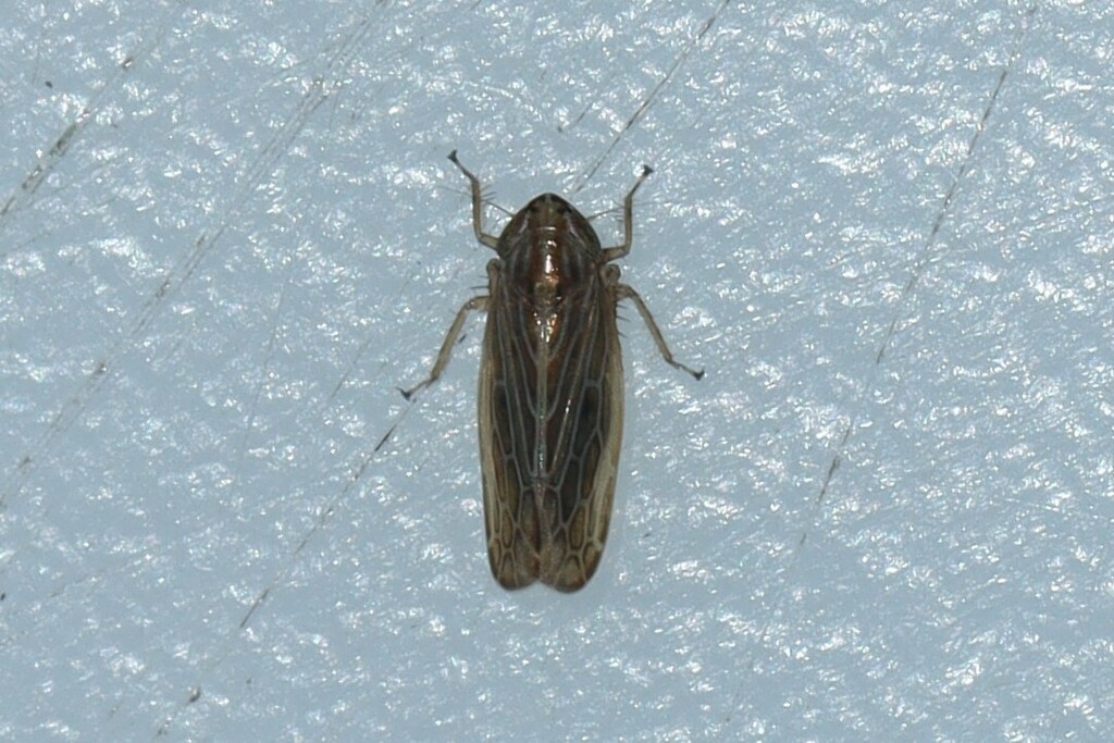 Reventazonia lawsoni