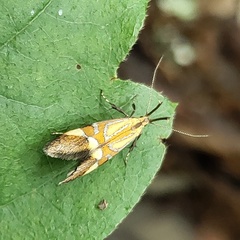 Alabonia staintoniella