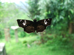 Quadrus lugubris lugubris