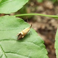 Alabonia staintoniella