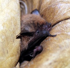 Myotis dinellii