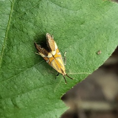 Alabonia staintoniella