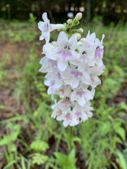 Penstemon tubaeflorus
