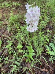 Penstemon tubaeflorus