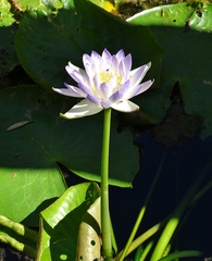 Nymphaea violacea