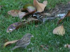 Passer domesticus