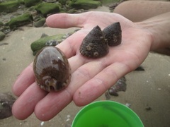 Trochus maculatus