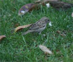 Passer domesticus